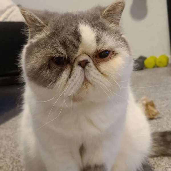 Whisker Foundation - Tofu Male Gray and White Spots Persian 4