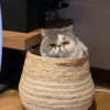 Whisker Foundation - Tofu Male Gray and White Spots Persian 5
