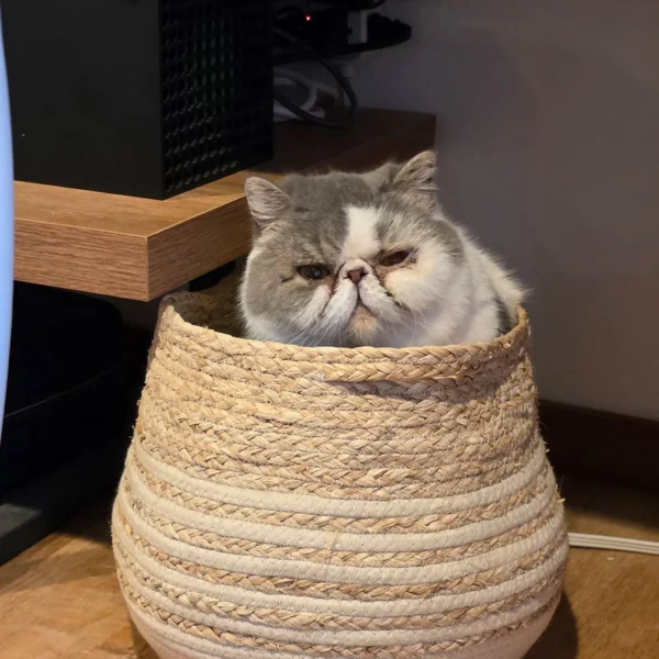 Whisker Foundation - Tofu Male Gray and White Spots Persian 5
