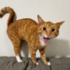 Whisker Foundation Cheeto, male, orange tabby cat -1