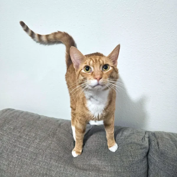 Whisker Foundation Cheeto, male, orange tabby cat -2