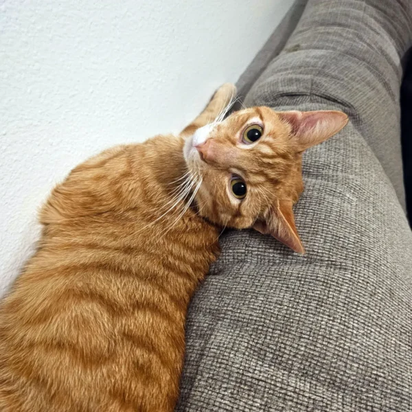 Whisker Foundation Cheeto, male, orange tabby cat -3