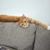 Whisker Foundation Cheeto, male, orange tabby cat -4
