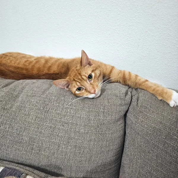 Whisker Foundation Cheeto, male, orange tabby cat -4