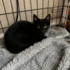 Whisker Foundation Ash black Kitten 1