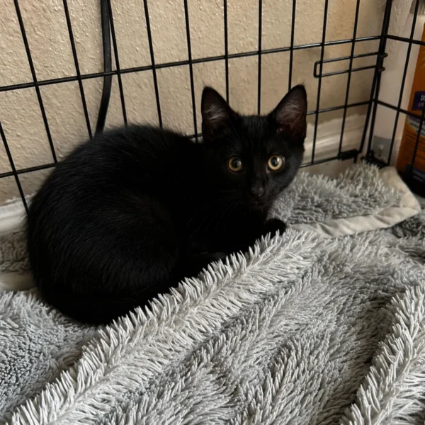 Whisker Foundation Ash black Kitten 1