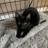 Whisker Foundation Ash black Kitten 2