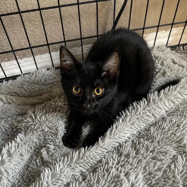 Whisker Foundation Ash black Kitten 2