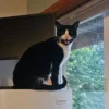 Boston - 4-yr old Male Tuxedo Cat for Adoption in Arlington, WA 0