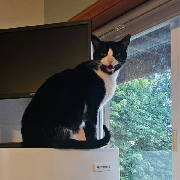 Boston - 4-yr old Male Tuxedo Cat for Adoption in Arlington, WA 0