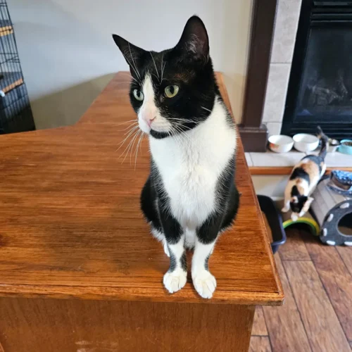Boston - 4-yr old Male Tuxedo Cat for Adoption in Arlington, WA 0
