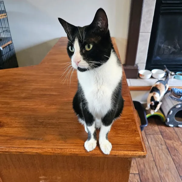 Boston - 4-yr old Male Tuxedo Cat for Adoption in Arlington, WA 0