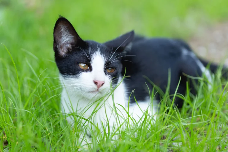 Whisker Foundation Kitten in Heat