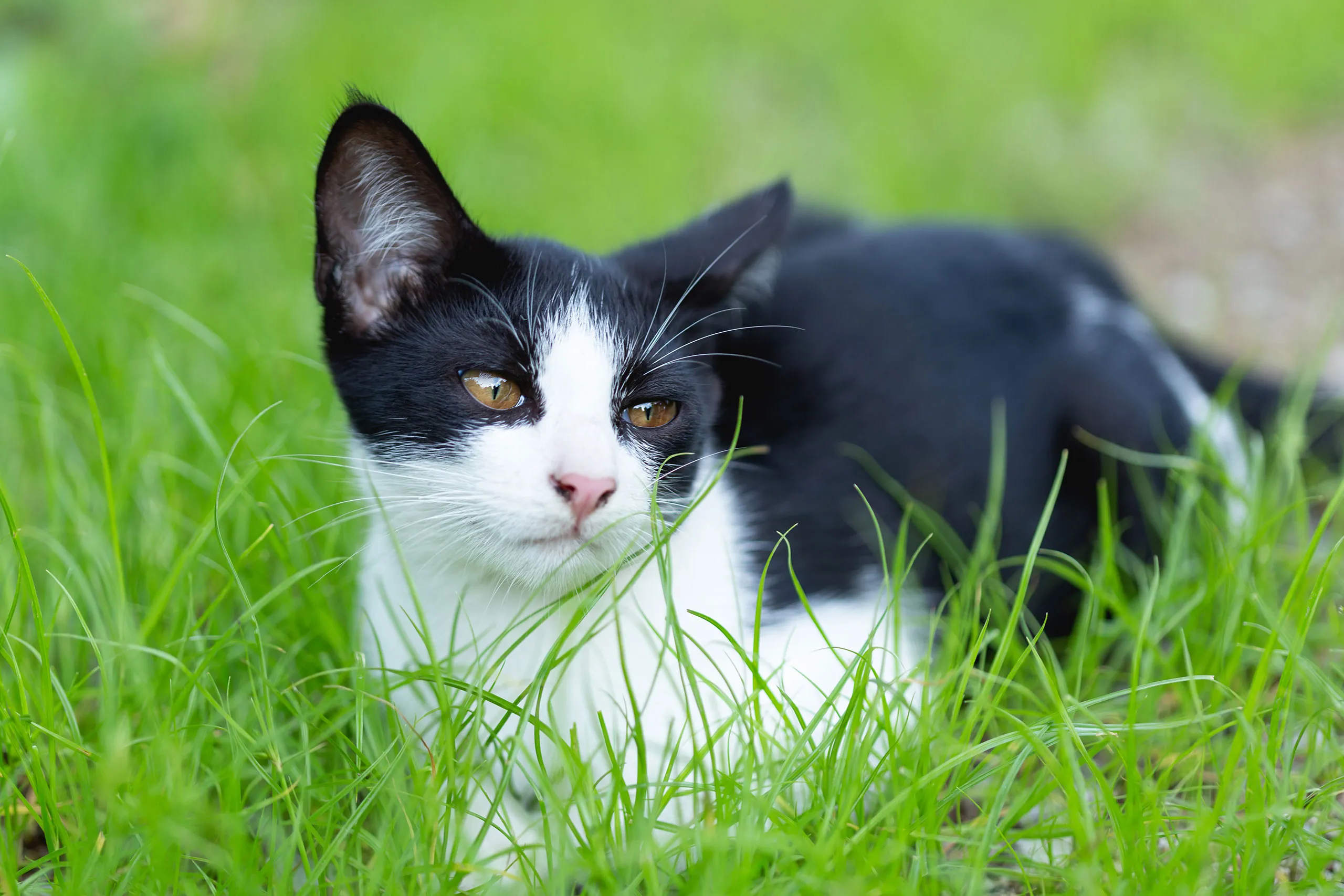 Whisker Foundation Kitten in Heat