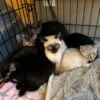 Whisker Foundation Female Kittens