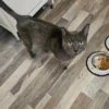 Whisker Foundation George Gray Cat 1