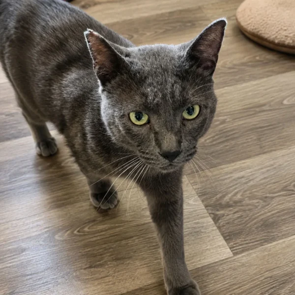Whisker Foundation George Gray Cat 3