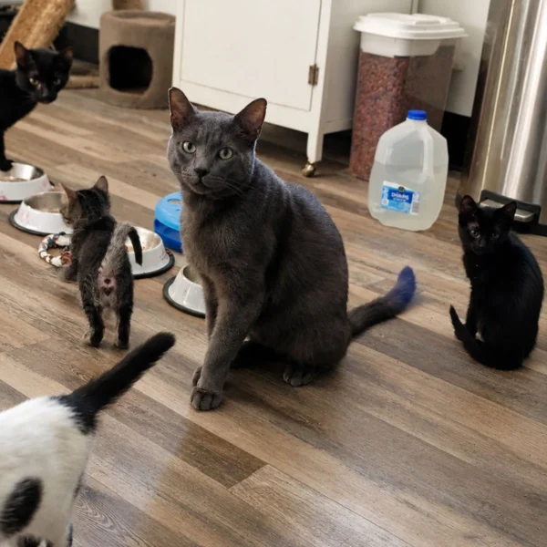 Whisker Foundation George Gray Cat 4