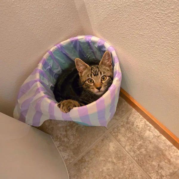Whisker Foundation Jasper Gray Tabby Male 1