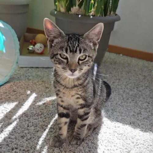 Whisker Foundation Jasper Gray Tabby Male 2