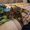 Whisker Foundation Jasper Gray Tabby Male 3