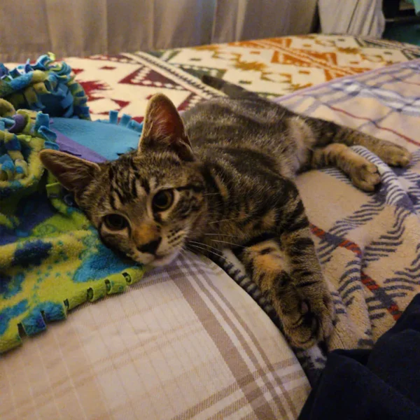 Whisker Foundation Jasper Gray Tabby Male 3