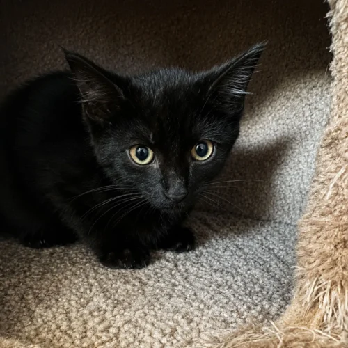 Whisker Foundation Jet black Kitten 1