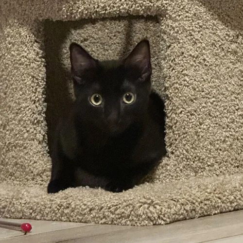 Whisker Foundation Jet Black 4 month old kitten 1