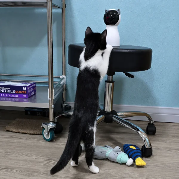 Whisker Foundation Lake Tuxedo Female Kitten - 2