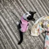 Whisker Foundation Lake Tuxedo Female Kitten - 3