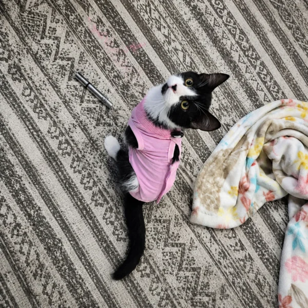 Whisker Foundation Lake Tuxedo Female Kitten - 3