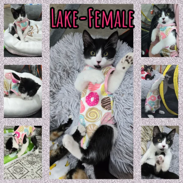 Whisker Foundation Lake Tuxedo Female Kitten - 4
