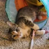 Whisker Foundation Opal Female Calico Kitten 1