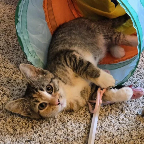 Whisker Foundation Opal Female Calico Kitten 1
