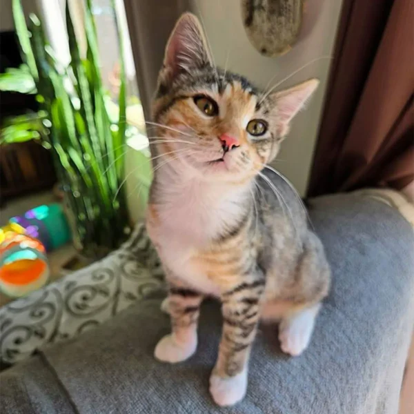Whisker Foundation Opal Female Calico Kitten 3