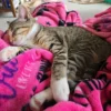 Whisker Foundation Opal Female Calico Kitten 4