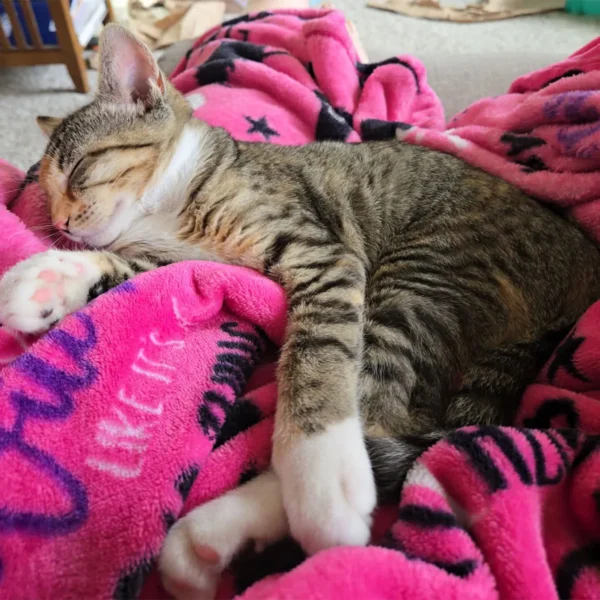 Whisker Foundation Opal Female Calico Kitten 4