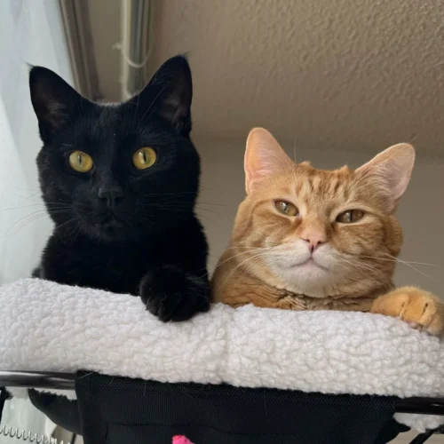Whisker Foundation Orange Tabby and Black Cat 1