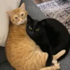 Whisker Foundation Orange Tabby and Black Cat 2