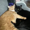 Whisker Foundation Orange Tabby and Black Cat 3