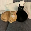 Whisker Foundation Orange Tabby and Black Cat 4