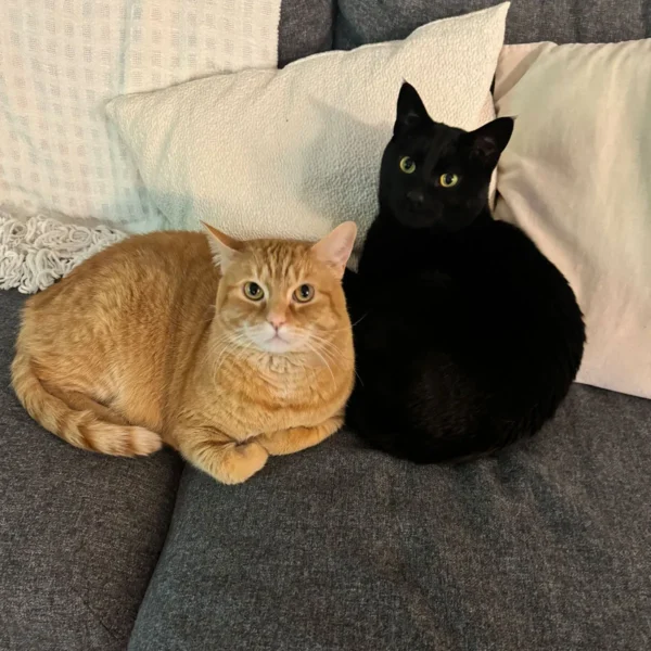 Whisker Foundation Orange Tabby and Black Cat 4