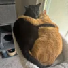 Whisker Foundation Orange Tabby and Black Cat 5