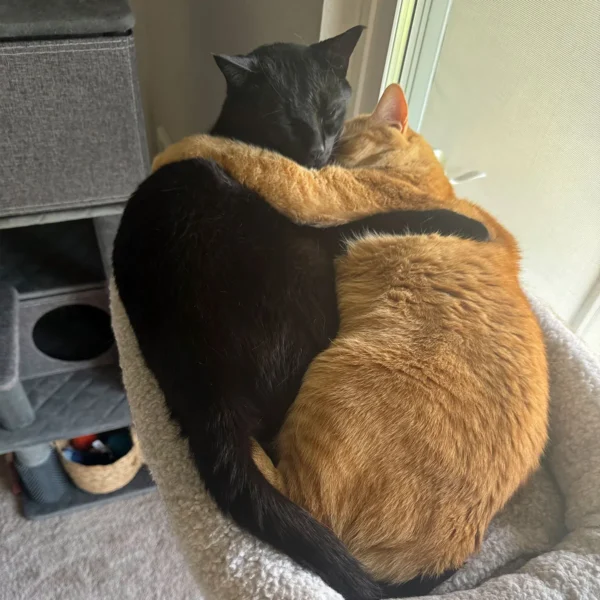 Whisker Foundation Orange Tabby and Black Cat 5