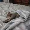 Whisker Foundation Ruby Gray Tabby Female 1