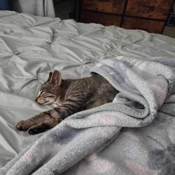 Whisker Foundation Ruby Gray Tabby Female 1