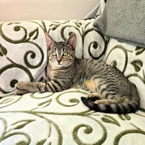 Whisker Foundation Ruby Gray Tabby Female 2