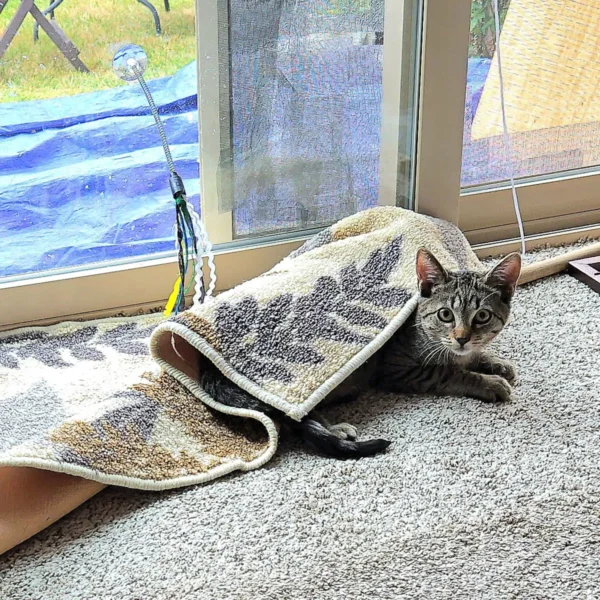 Whisker Foundation Ruby Gray Tabby Female 3