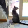 Whisker Foundation Ruby Gray Tabby Female 4