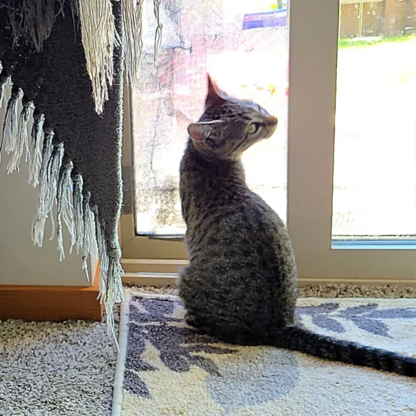 Whisker Foundation Ruby Gray Tabby Female 4